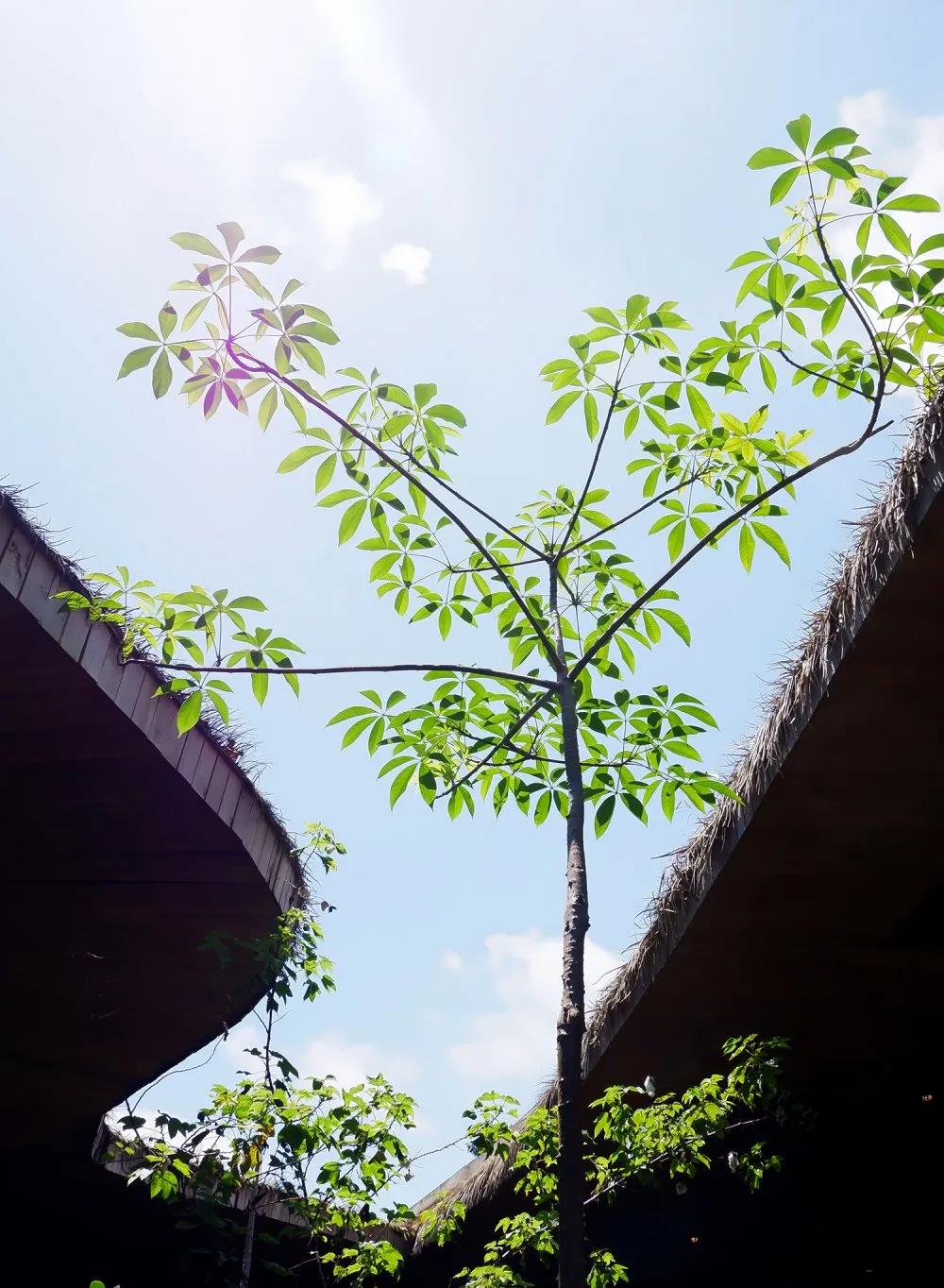 NLC电子(中国)集团